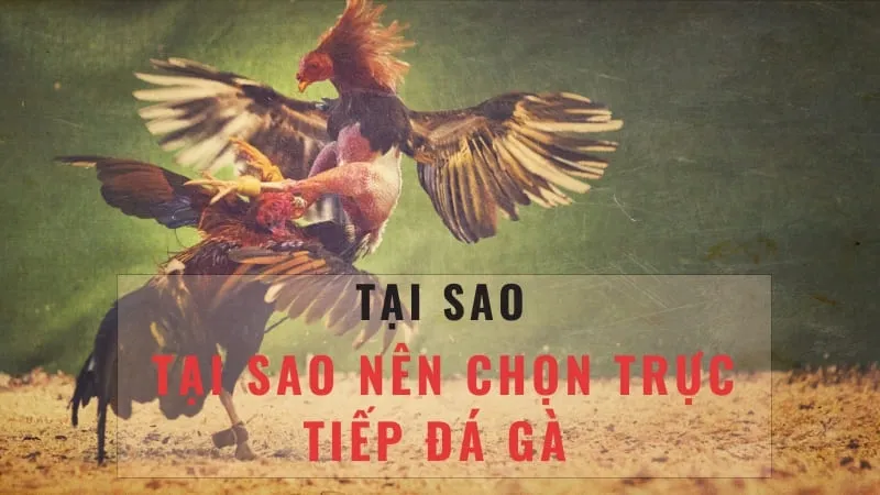 Giới thiệu về trực tiếp đá gà c2