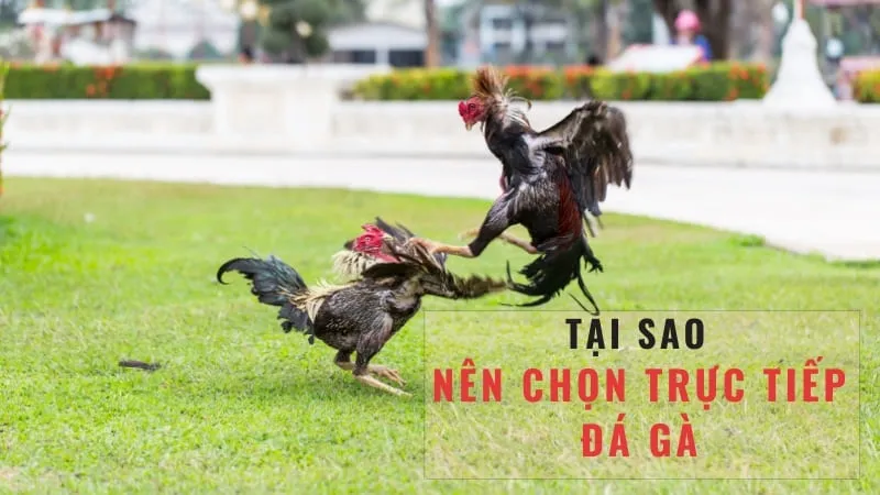 Lợi ích khi xem trực tiếp đá gà c2