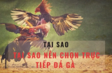 Đá gà c3 - Trận đấu đỉnh cao hôm nay