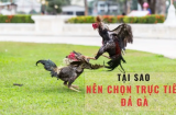 Bí quyết nuôi gà chiến đá gà c3